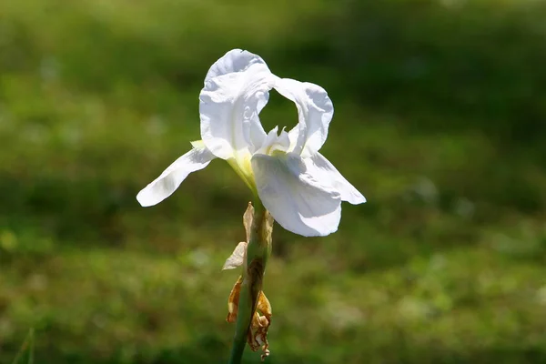 Äng Och Vilda Blommor Israel Lyses Upp Solens Morgonstrålar — Stockfoto