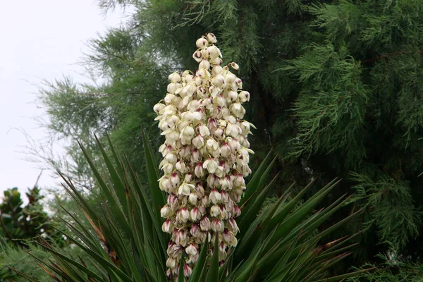 Wiese Und Wildblumen Israel Werden Von Den Morgenstrahlen Der Sonne — Stockfoto