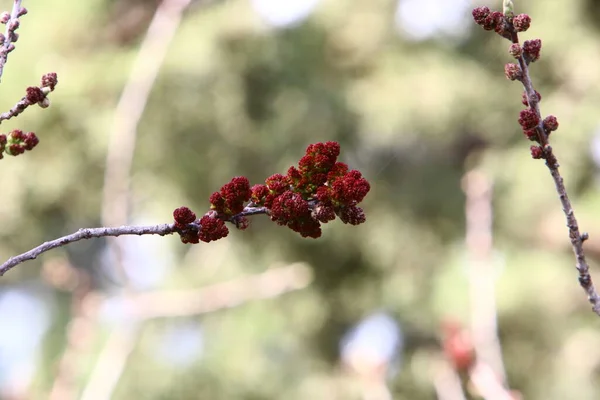 Srail Deki Çayır Kır Çiçekleri Güneş Işığıyla Aydınlanır — Stok fotoğraf