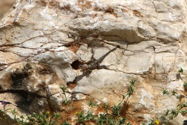 Kertenkele sıcak bir taşın üzerine oturur ve sabah güneşinin tadını çıkarır. İsrail 'de vahşi yaşam ve fauna 
