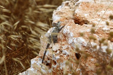 Kertenkele sıcak bir taşın üzerine oturur ve sabah güneşinin tadını çıkarır. İsrail 'de vahşi yaşam ve fauna 
