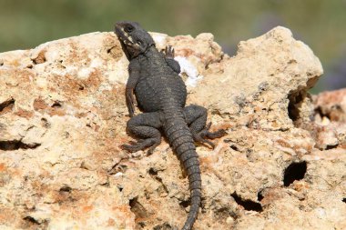 Kertenkele sıcak bir taşın üzerine oturur ve sabah güneşinin tadını çıkarır. İsrail 'de vahşi yaşam ve fauna 
