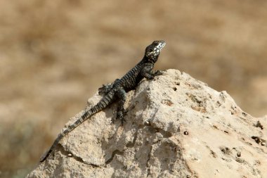 Kertenkele sıcak bir taşın üzerine oturur ve sabah güneşinin tadını çıkarır. İsrail 'de vahşi yaşam ve fauna 