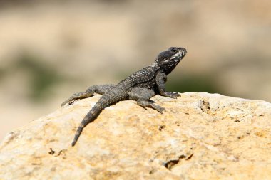 Kertenkele sıcak bir taşın üzerine oturur ve sabah güneşinin tadını çıkarır. İsrail 'de vahşi yaşam ve fauna 
