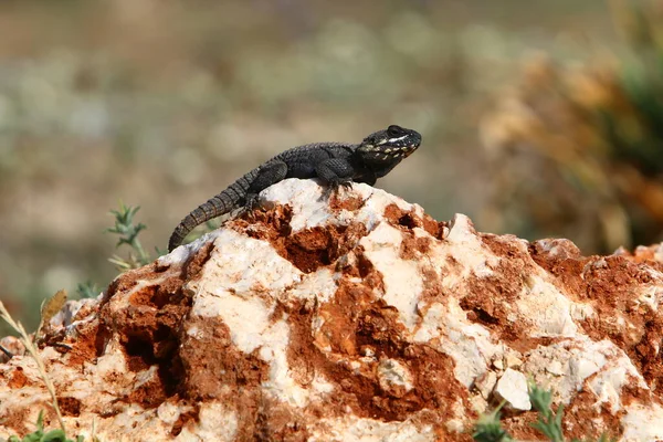 Lagarto Senta Sobre Uma Pedra Quente Desfruta Sol Manhã Vida — Fotografia de Stock