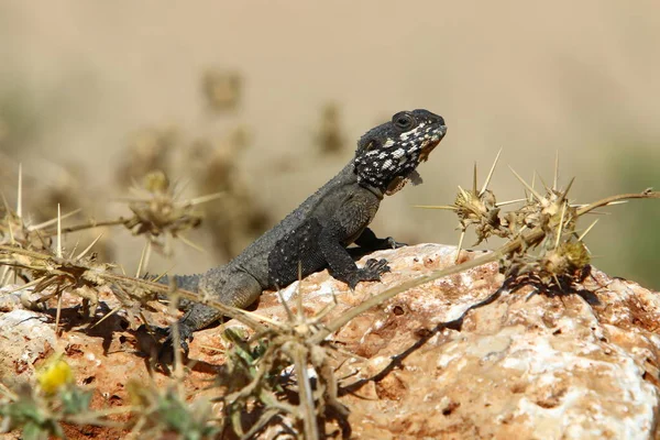 Ödlan Sitter Varm Sten Och Njuter Morgonsolen Djurliv Och Fauna — Stockfoto