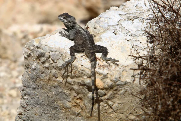 Kertenkele Sıcak Bir Taşın Üzerine Oturur Sabah Güneşinin Tadını Çıkarır — Stok fotoğraf