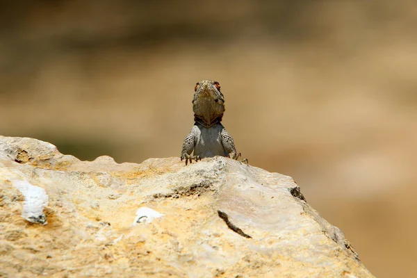 Kertenkele Sıcak Bir Taşın Üzerine Oturur Sabah Güneşinin Tadını Çıkarır — Stok fotoğraf