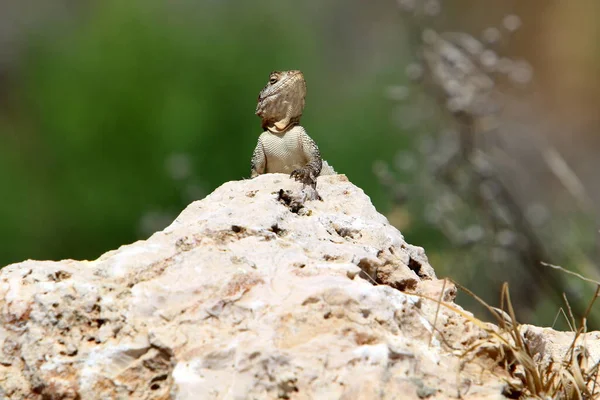 Jaszczurka Siedzi Gorącym Kamieniu Cieszy Się Porannym Słońcem Dzika Przyroda — Zdjęcie stockowe