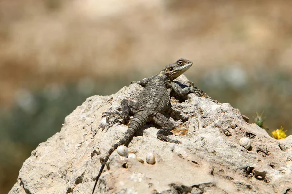 Lizard Sits Hot Stone Enjoys Morning Sun Wildlife Fauna Israel — Stock Photo, Image