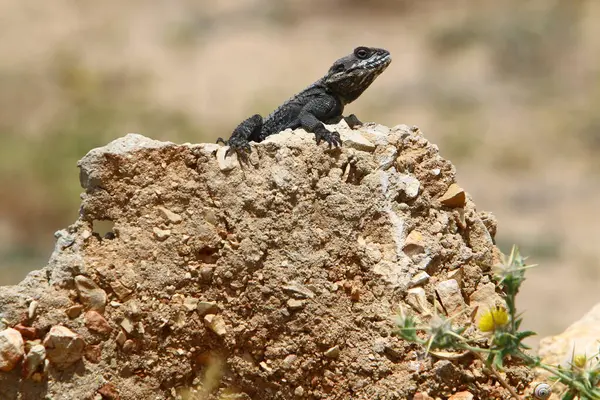 Lézard Assoit Sur Une Pierre Chaude Profite Soleil Matin Faune — Photo