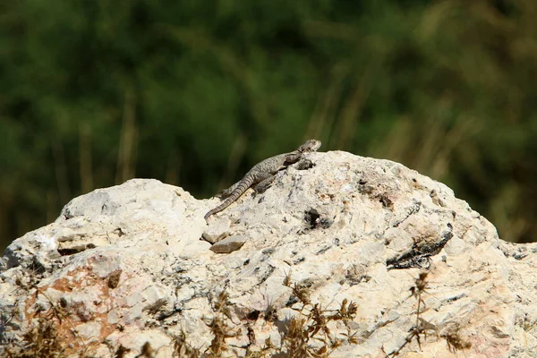 Hagedis Zit Een Hete Steen Geniet Van Ochtendzon Wilde Dieren — Stockfoto