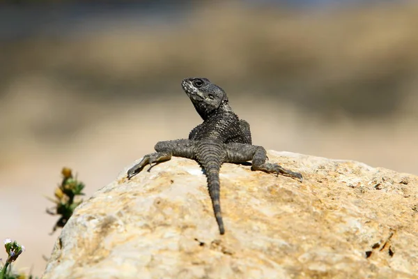 Lagarto Senta Sobre Uma Pedra Quente Desfruta Sol Manhã Vida — Fotografia de Stock