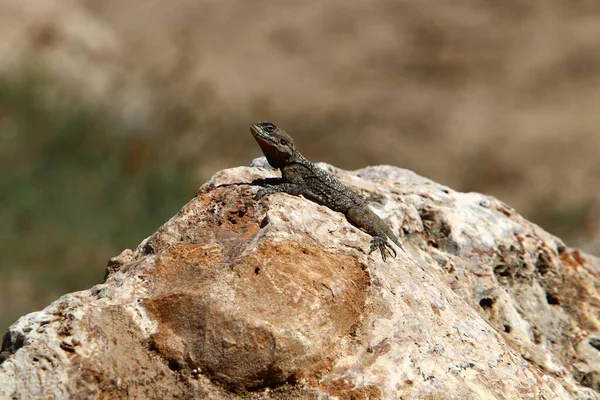 도마뱀은 뜨거운 햇살을 즐긴다 이스라엘의 동물과 — 스톡 사진
