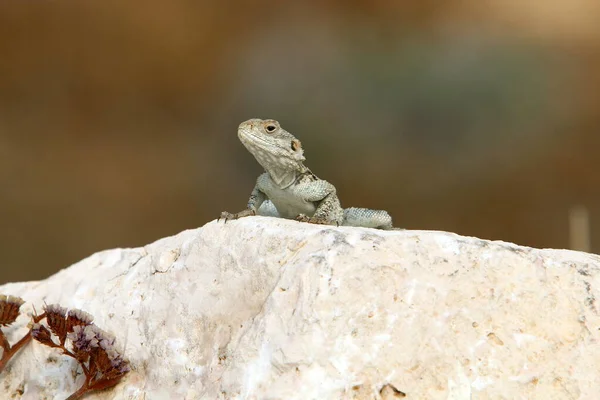 Lizard Sits Hot Stone Enjoys Morning Sun Wildlife Fauna Israel — Stock Photo, Image