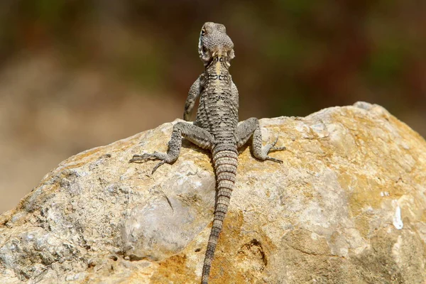 Kertenkele Sıcak Bir Taşın Üzerine Oturur Sabah Güneşinin Tadını Çıkarır — Stok fotoğraf