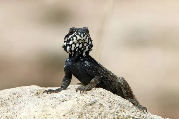 Lizard Sits Hot Stone Enjoys Morning Sun Wildlife Fauna Israel — Stock Photo, Image
