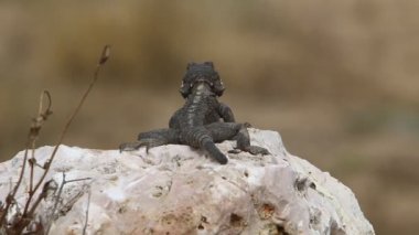 Kertenkele sıcak bir taşın üzerine oturur ve sabah güneşinin tadını çıkarır. İsrail 'de vahşi yaşam ve fauna 