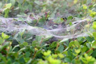 Çalıların üzerinde örümcek ağları ve ağaç dalları. İsrail 'de çok sıcak bir yaz. 