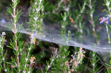 Çalıların üzerinde örümcek ağları ve ağaç dalları. İsrail 'de çok sıcak bir yaz. 