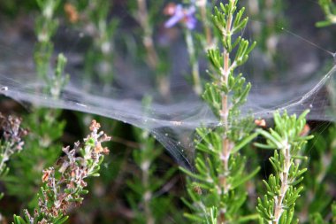 Çalıların üzerinde örümcek ağları ve ağaç dalları. İsrail 'de çok sıcak bir yaz. 