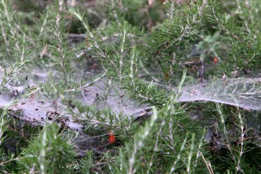 Çalıların üzerinde örümcek ağları ve ağaç dalları. İsrail 'de çok sıcak bir yaz. 