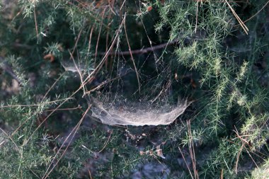 Çalıların üzerinde örümcek ağları ve ağaç dalları. İsrail 'de çok sıcak bir yaz. 