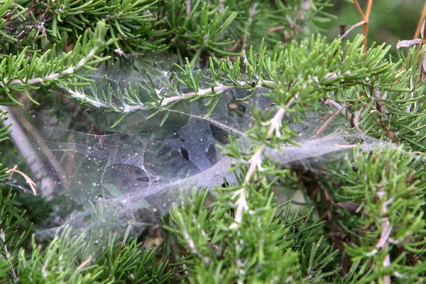 Toiles Araignée Sur Les Buissons Les Branches Des Plantes Été — Photo