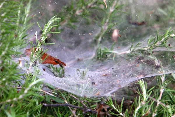 Spinnenwebben Struiken Plantentakken Zeer Hete Zomer Israël — Stockfoto