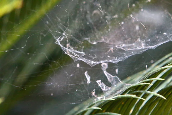 Toiles Araignée Sur Les Buissons Les Branches Des Plantes Été — Photo