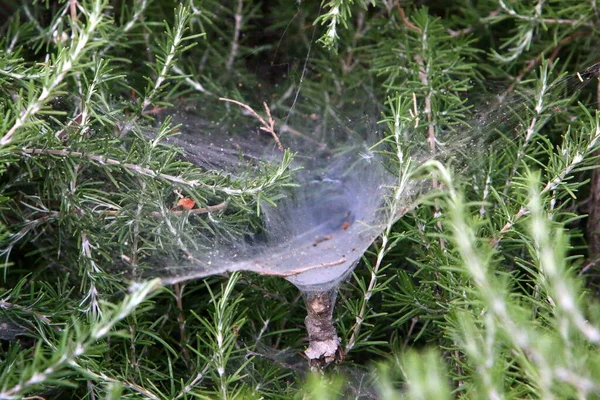 Toiles Araignée Sur Les Buissons Les Branches Des Plantes Été — Photo