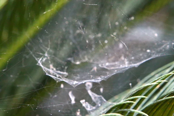 Cobwebs Bushes Plant Branches Very Hot Summer Israel — Stock Photo, Image