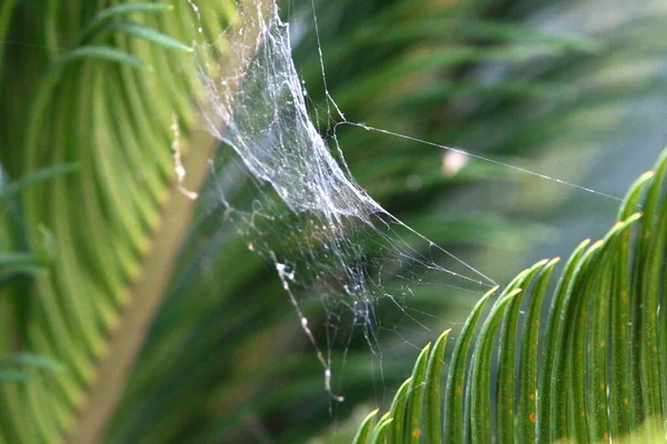 Toiles Araignée Sur Les Buissons Les Branches Des Plantes Été — Photo