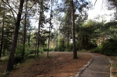 İsrail 'in kuzeyinde Akdeniz' de bir şehir parkında yaya yolu. 