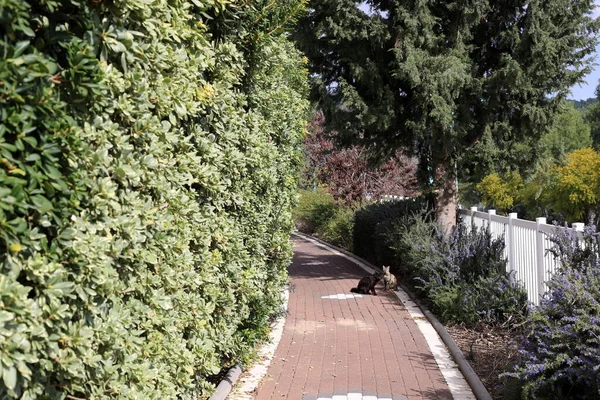 pedestrian road in a city park on the Mediterranean Sea in northern Israel