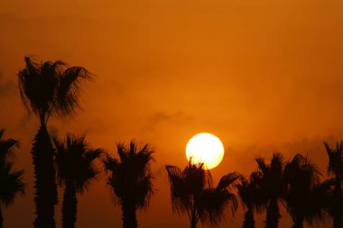 Kızıl gökyüzünün arka planında yüksek palmiye ağaçları ve İsrail 'de Akdeniz kıyılarında yükselen güneş. 