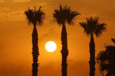 Kızıl gökyüzünün arka planında yüksek palmiye ağaçları ve İsrail 'de Akdeniz kıyılarında yükselen güneş. 
