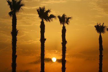 Kızıl gökyüzünün arka planında yüksek palmiye ağaçları ve İsrail 'de Akdeniz kıyılarında yükselen güneş. 