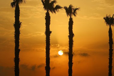 Kızıl gökyüzünün arka planında yüksek palmiye ağaçları ve İsrail 'de Akdeniz kıyılarında yükselen güneş. 