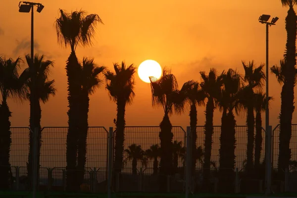 이스라엘에 지중해 연안의 하늘과 떠오르는 태양을 배경으로 야자나무들 — 스톡 사진