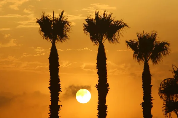 Palmeiras Altas Fundo Céu Vermelho Sol Nascente Nas Margens Mar — Fotografia de Stock