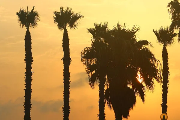 Высокие Пальмы Фоне Красного Неба Восходящего Солнца Берегах Средиземного Моря — стоковое фото