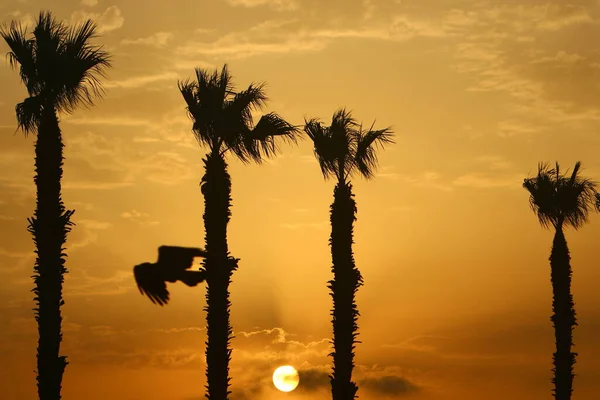 Wysokie Palmy Tle Czerwonego Nieba Wschodzące Słońce Nad Brzegiem Morza — Zdjęcie stockowe