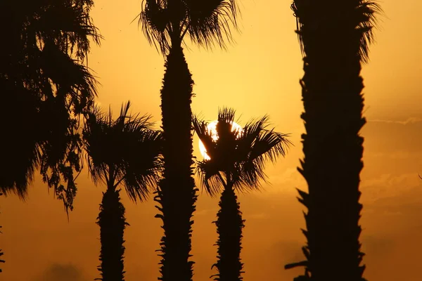 Hoge Palmbomen Tegen Achtergrond Van Rode Hemel Rijzende Zon Aan — Stockfoto