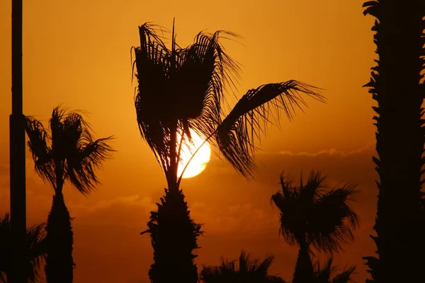 Kızıl gökyüzünün arka planında yüksek palmiye ağaçları ve İsrail 'de Akdeniz kıyılarında yükselen güneş. 