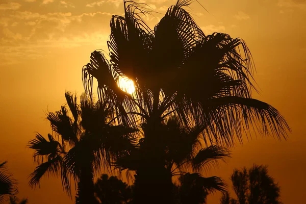 tall palm trees against the background of the red sky and the rising sun on the shores of the Mediterranean Sea in Israel