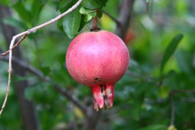 Kuzey İsrail 'deki bir şehir parkında, ağaçlarda nar olgunlaşır. 