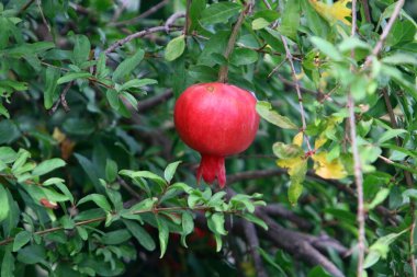 Kuzey İsrail 'deki bir şehir parkında, ağaçlarda nar olgunlaşır. 