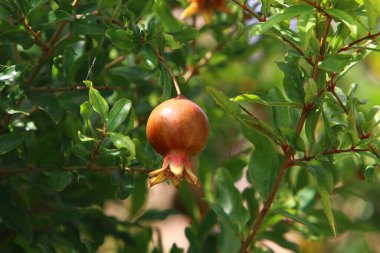 Kuzey İsrail 'deki bir şehir parkında, ağaçlarda nar olgunlaşır. 