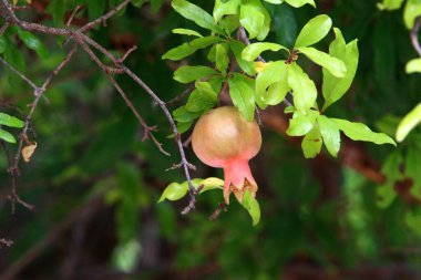 Kuzey İsrail 'deki bir şehir parkında, ağaçlarda nar olgunlaşır. 